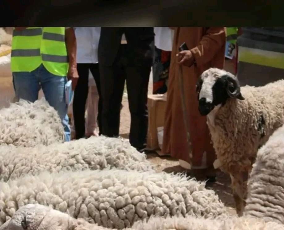 انطلاق العملية الوطنية لإحصاء قطيع الماشية بالمغرب لتعزيز تدبير الثروة الحيوانية