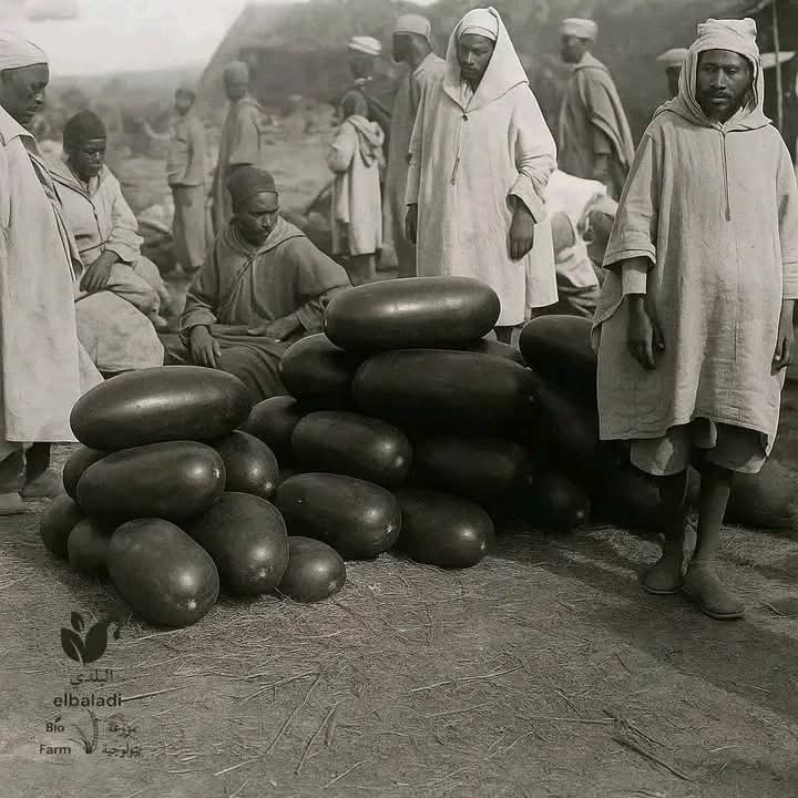 الدلاح البلدي المغربي.. كنز فلاحي مهدد بالاندثار
