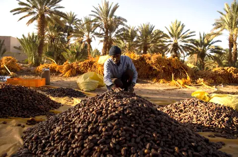جفاف غير مسبوق يهدّد “سلة تمور” المغرب في واحة تافيلالت