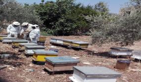 قطاع تربية النحل بالمغرب.. تراجع حاد رغم وفرة التساقطات