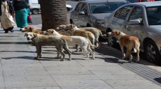 حزب إسباني يشن حملة ضد المغرب قبيل مونديال 2030 تحت شعار “فيفا.. بطاقة حمراء لمذبحة الكلاب”
