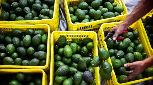 المغرب يواجه خسارة قياسية في محصول الأفوكادو تصل إلى 60%
