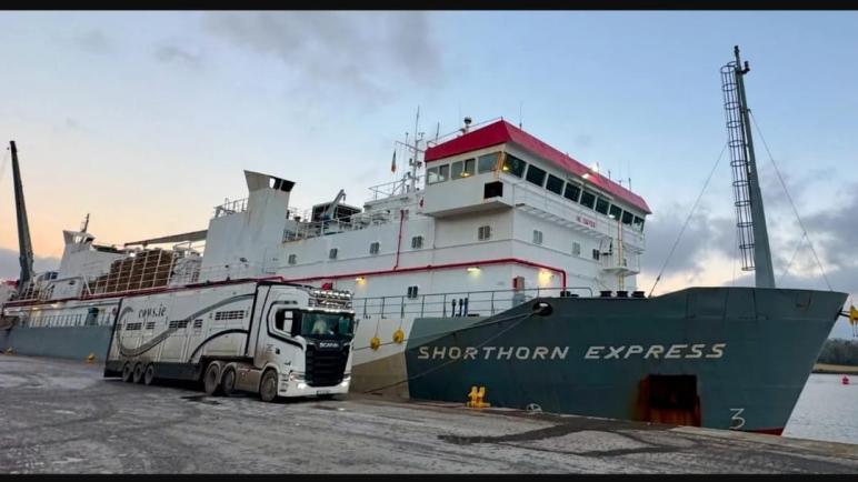 سفينة “Shorthorn Express” تصل المغرب محملة بـ 2000 ثور لتعزيز سوق اللحوم الحمراء