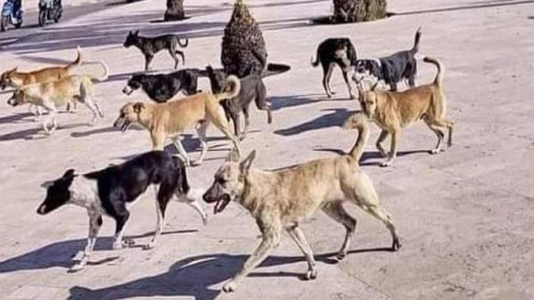انتشار الكلاب الضالة في منطقة أولاد بن عمر دحامنة والمشاريع المجاورة بجماعة بوسكورة يشكل تهديدًا حقيقيًا