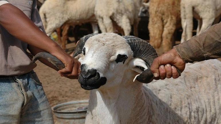 العيون.. توقيف سائق سيارة أجرة لنقله خروفاً في خرق للإجراءات المتعلقة بمنع ذبح الأضاحي
