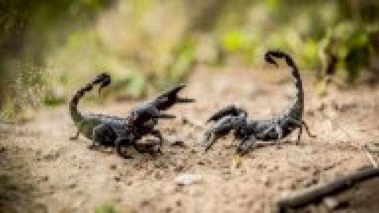 لدغة عقرب تنهي حياة رضيعة بإقليم أزيلال