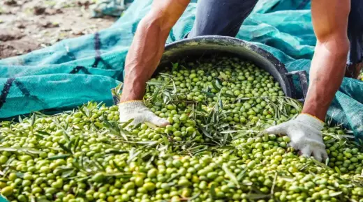 مهنيون يتوقعون انتعاش إنتاج الزيتون وانخفاض سعر الزيت في المغرب