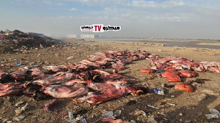 ضبط شاحنتين محملتين باللحوم الفاسدة بمدخل الدروة وإتلافها حرقاً أمام أنظار اللجنة المختصة